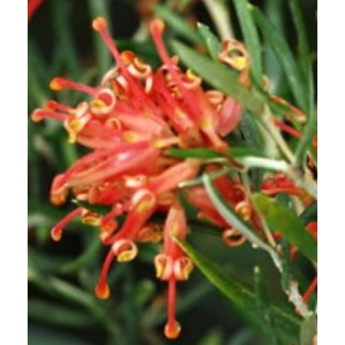 Grevillea Poorinda Constance 1 Plants Native juniperina victoriae 